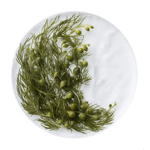 Ascophyllum nodosum image