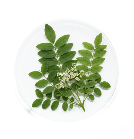 Boswellia image