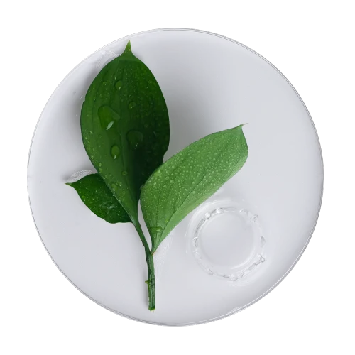 Camellia sinensis image