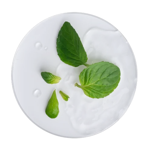 Menta piperita image