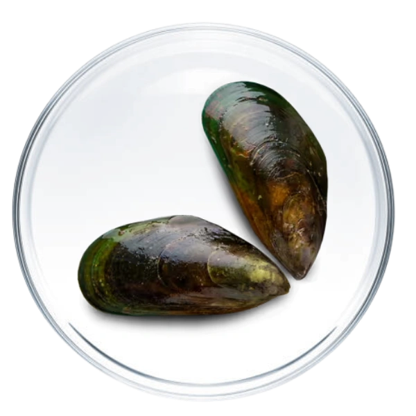 Moule Verte Ingredient