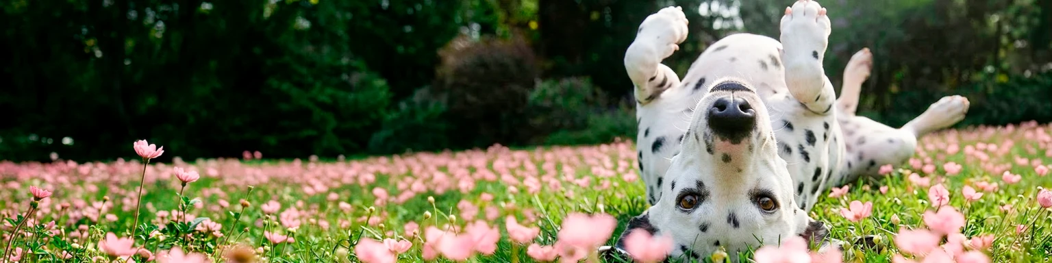 Conclusion Banner Desktop