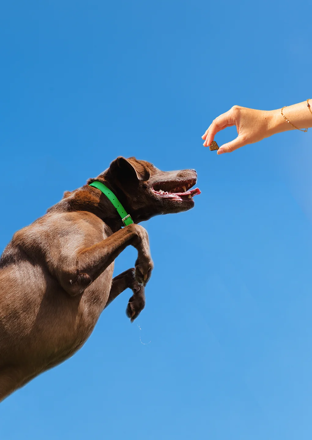 Labrador chocolat au collier vert sautant vers une main qui lui tend une bouchée Balto en forme de cœur, vu d'en bas sur un ciel bleu