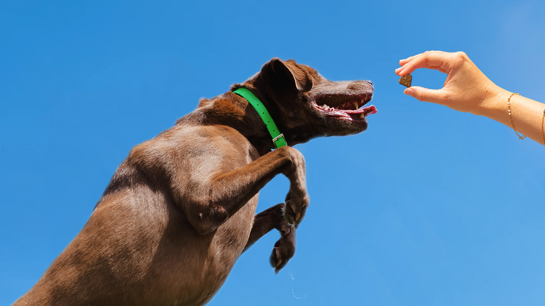 Labrador chocolat au collier vert bondissant, gueule ouverte, vers une bouchée Balto en forme de cœur tendue par une main, sur un ciel bleu
